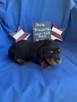 Baby Boy Bear, a male Dachshund for sale in Mitchell, GA – 2 of 3