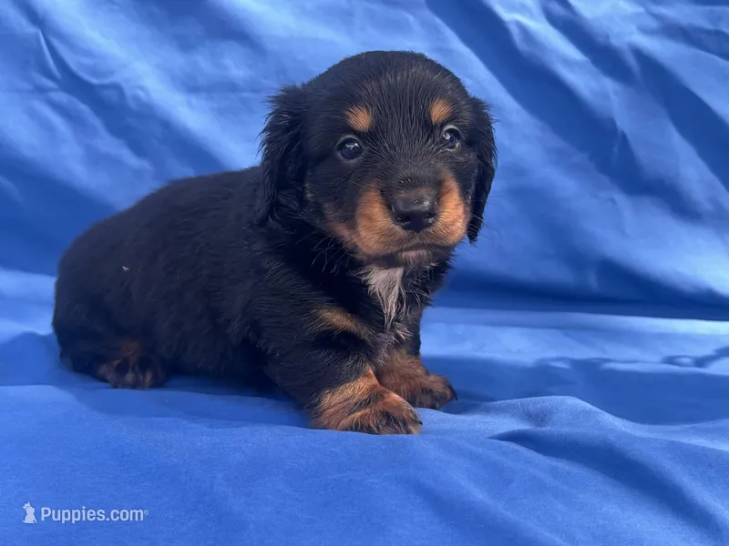 Baby Boy Bear – Dachshund puppy for sale in Mitchell, GA