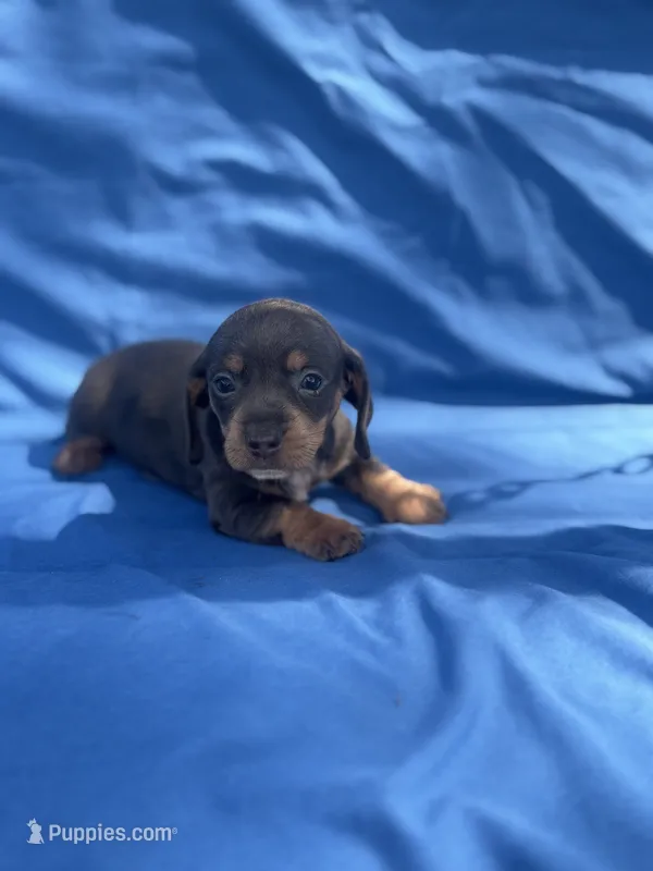 Little Boy Blue – Dachshund puppy for sale in Mitchell, GA