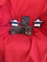 Baby Blue Beall, a female Dachshund for sale in Mitchell, GA – 1 of 3