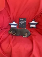 Baby Blue Beall, a female Dachshund for sale in Mitchell, GA – 2 of 3