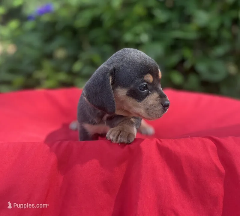 Baby Blue Beall – Dachshund puppy for sale in Mitchell, GA