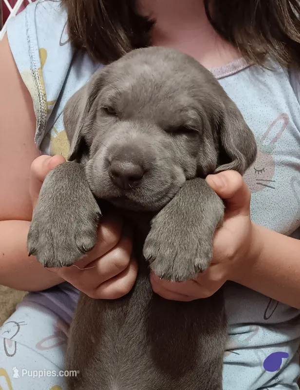 Purple 💜 – Labrador Retriever puppy for sale in Scottdale, PA