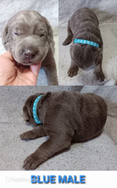 Blue 🩵 – Labrador Retriever puppy for sale in Scottdale, PA