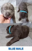 Blue 🩵, a male Labrador Retriever for sale in Scottdale, PA – 1 of 3