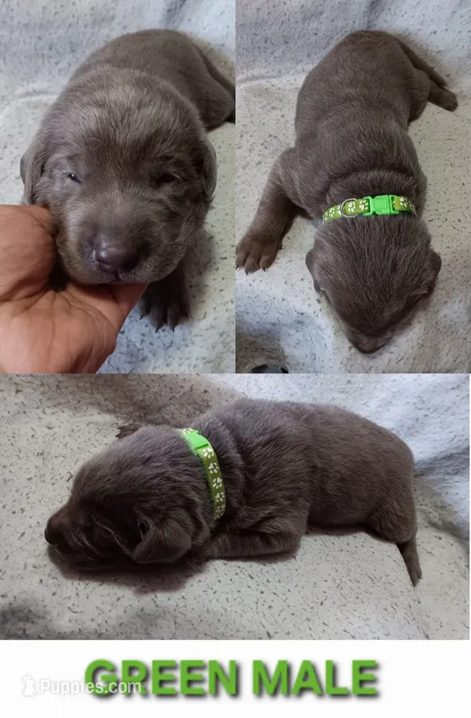 Green 💚 – Labrador Retriever puppy for sale in Scottdale, PA
