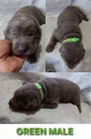 Green 💚, a male Labrador Retriever for sale in Scottdale, PA – 1 of 3