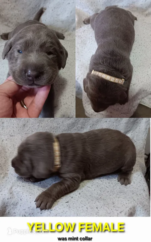 Yellow 💛 – Labrador Retriever puppy for sale in Scottdale, PA