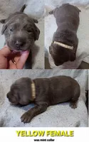 Yellow 💛, a female Labrador Retriever for sale in Scottdale, PA – 1 of 3