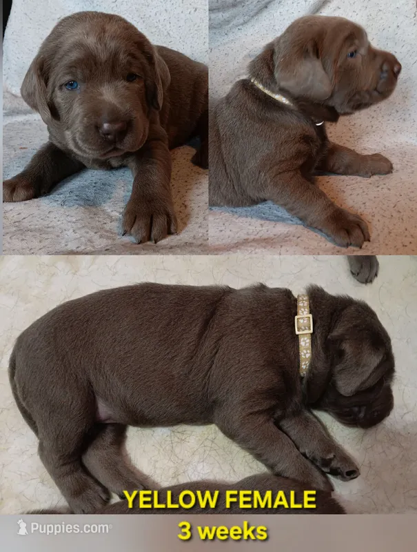 Yellow 💛 – Labrador Retriever puppy for sale in Scottdale, PA