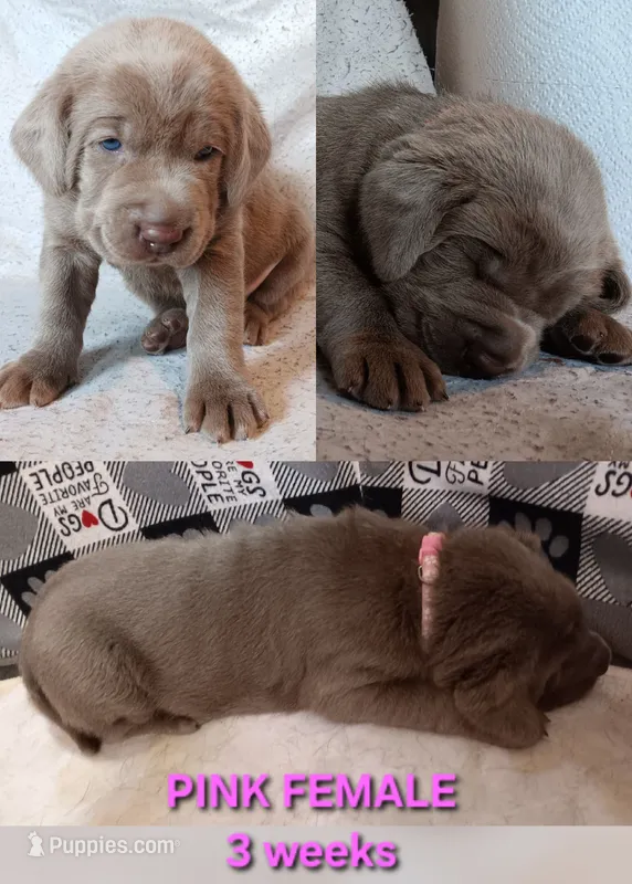 Pink 🩷 – Labrador Retriever puppy for sale in Scottdale, PA