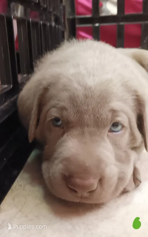 Green 💚 – Labrador Retriever puppy for sale in Scottdale, PA