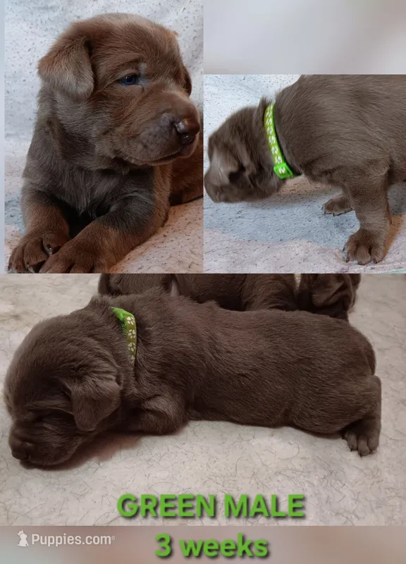 Green 💚 – Labrador Retriever puppy for sale in Scottdale, PA