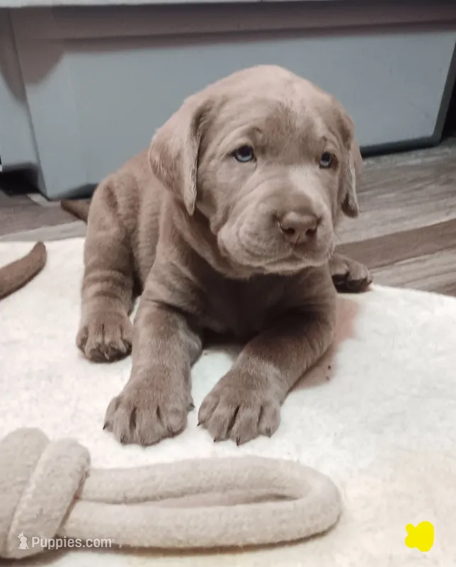 Yellow 💛 – Labrador Retriever puppy for sale in Scottdale, PA