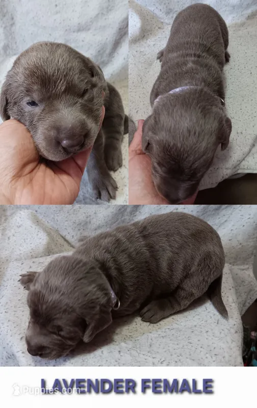 Purple 💜 – Labrador Retriever puppy for sale in Scottdale, PA