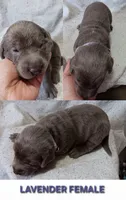 Purple 💜, a female Labrador Retriever for sale in Scottdale, PA – 1 of 3