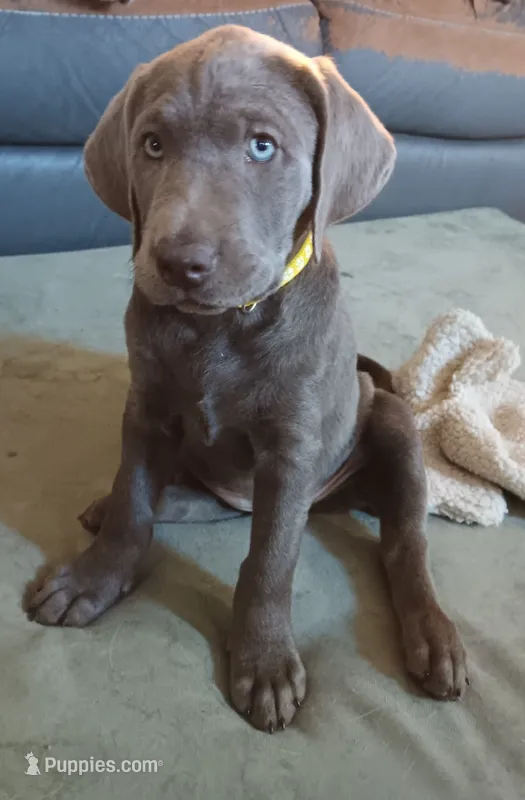 Yellow 💛 – Labrador Retriever puppy for sale in Scottdale, PA