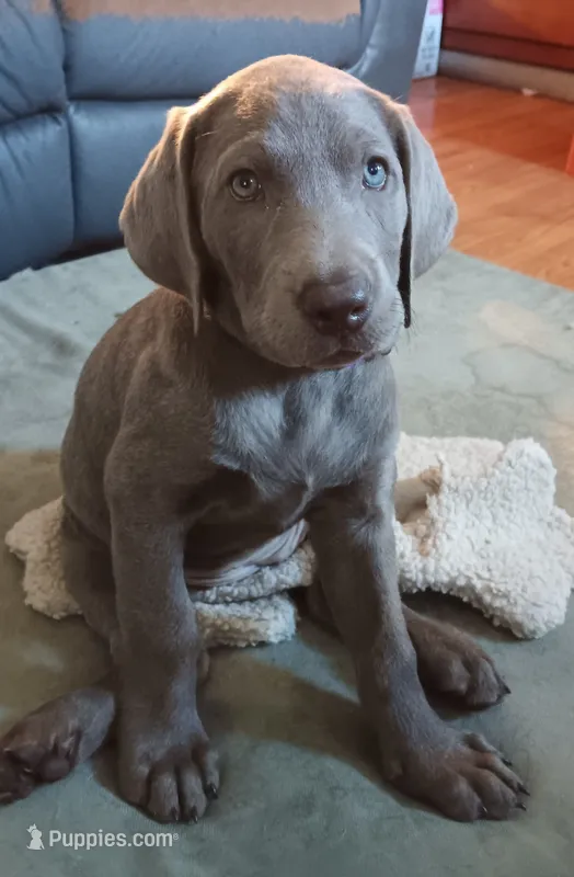 Purple 💜 – Labrador Retriever puppy for sale in Scottdale, PA