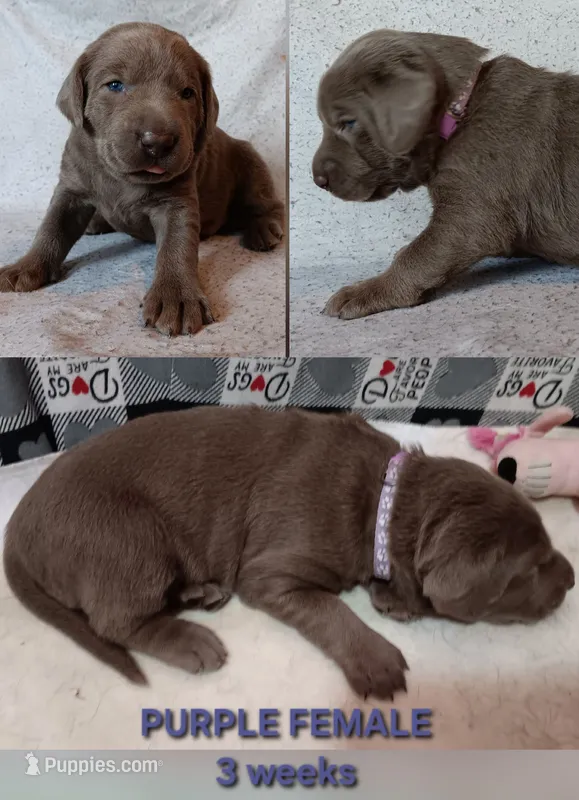 Purple 💜 – Labrador Retriever puppy for sale in Scottdale, PA