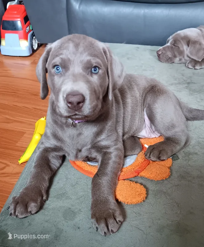 Purple 💜 – Labrador Retriever puppy for sale in Scottdale, PA