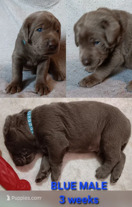 Blue 🩵 – Labrador Retriever puppy for sale in Scottdale, PA