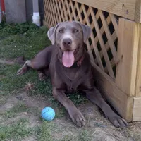 Green 💚, a male Labrador Retriever for sale in Scottdale, PA – 3 of 3