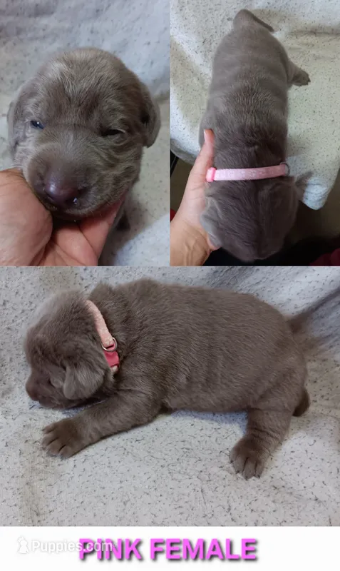 Pink 🩷 – Labrador Retriever puppy for sale in Scottdale, PA