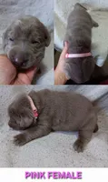 Pink 🩷, a female Labrador Retriever for sale in Scottdale, PA – 1 of 3