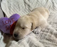 processed/dd049376-9a3c-41c9-92a0-84681bb9facf/listing/18069110-71e8-43d9-8898-ab7e4840dffa/3cc92cb6-ce09-4105-a92d-2fe5bb5f0dc3