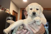 Puppy 3, a male Labrador Retriever for sale in High Point, NC – Photo 4 of 10