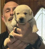 Puppy 3, a male Labrador Retriever for sale in High Point, NC – Photo 10 of 10