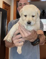 Puppy 3, a male Labrador Retriever for sale in High Point, NC – Photo 5 of 10