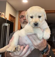 Puppy 3, a male Labrador Retriever for sale in High Point, NC – Photo 3 of 10