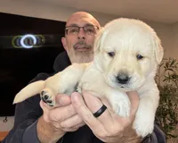 Puppy 3, a male Labrador Retriever for sale in High Point, NC – Photo 8 of 10