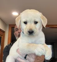 Puppy 3, a male Labrador Retriever for sale in High Point, NC – Photo 2 of 10