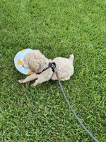Grogu , a male Poodle - Standard  for sale in Sugar Land, TX – 9 of 10