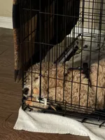 Grogu , a male Poodle - Standard  for sale in Sugar Land, TX – 7 of 10