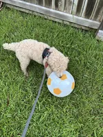 Grogu , a male Poodle - Standard  for sale in Sugar Land, TX – 10 of 10