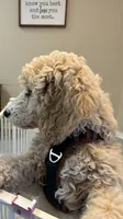 Grogu , a male Poodle - Standard  for sale in Sugar Land, TX – 8 of 10