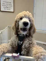Grogu , a male Poodle - Standard  for sale in Sugar Land, TX – 6 of 10