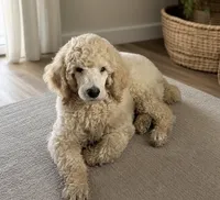 Grogu , a male Poodle - Standard  for sale in Sugar Land, TX – 5 of 10