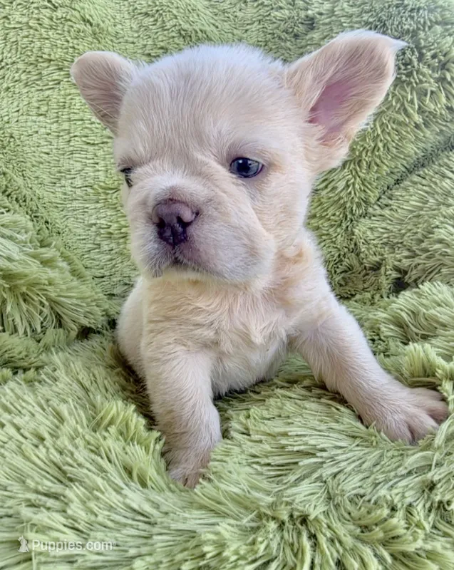 Bella – French Bulldog puppy for sale in Orlando, FL