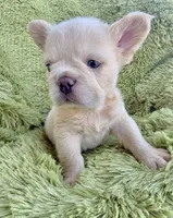Bella, a female French Bulldog for sale in Orlando, FL – 1 of 2