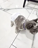 Posy, a female French Bulldog for sale in Orlando, FL – 2 of 2