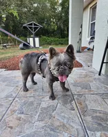 Lucy , a female French Bulldog for sale in Orlando, FL – 2 of 2
