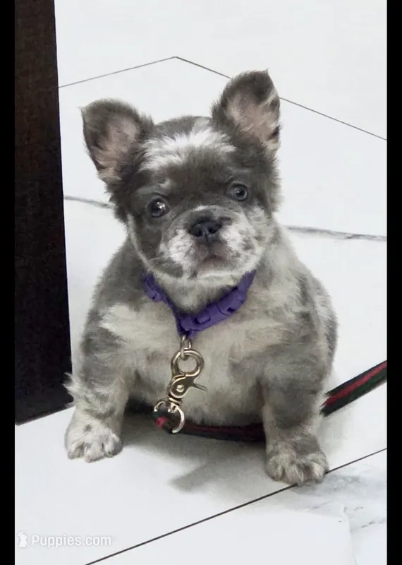 Posy – French Bulldog puppy for sale in Orlando, FL