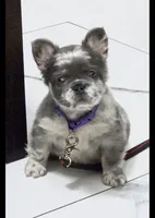 Posy, a female French Bulldog for sale in Orlando, FL – 1 of 2