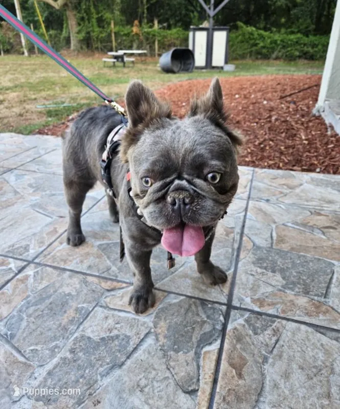 Lucy  – French Bulldog puppy for sale in Orlando, FL