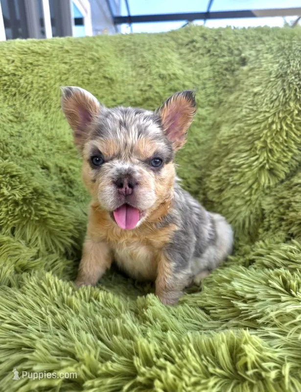 Luna – French Bulldog puppy for sale in Orlando, FL