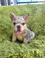 Luna, a female French Bulldog for sale in Orlando, FL – 1 of 1